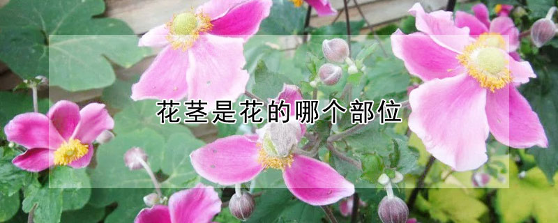 花茎是花的哪个部位