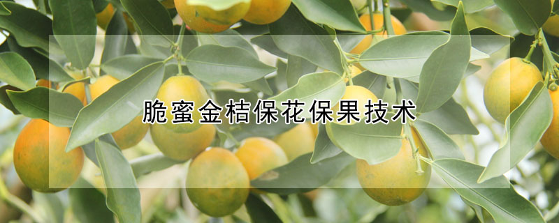 脆蜜金桔保花保果技术