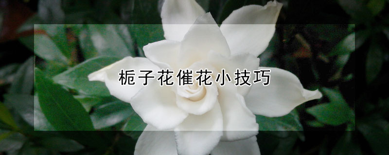 栀子花催花小技巧