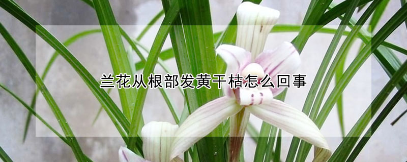 兰花从根部发黄干枯怎么回事