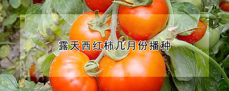 露天西红柿几月份播种 —【发财农业网】