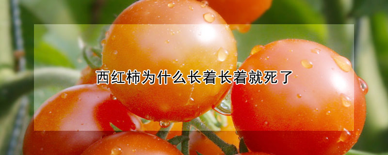 西红柿为什么长着长着就死了 —【发财农业网】