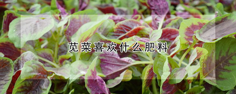 苋菜喜欢什么肥料