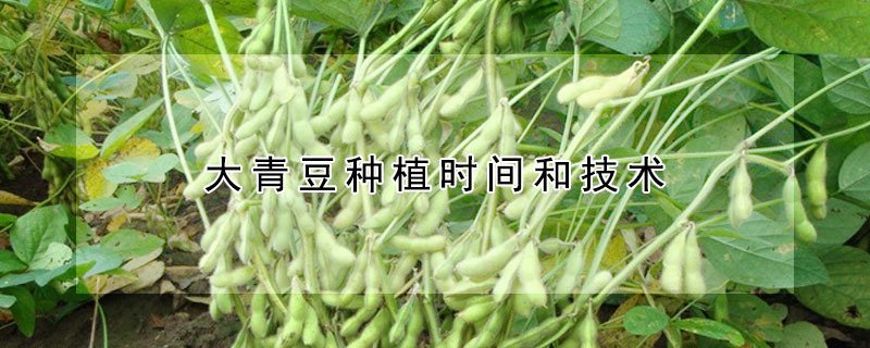 大青豆种植时间和技术