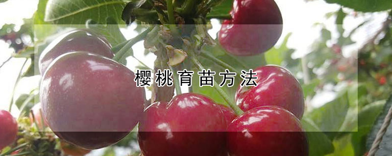 樱桃育苗方法