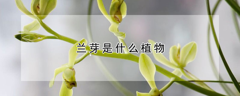 兰芽是什么植物