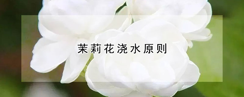 茉莉花浇水原则