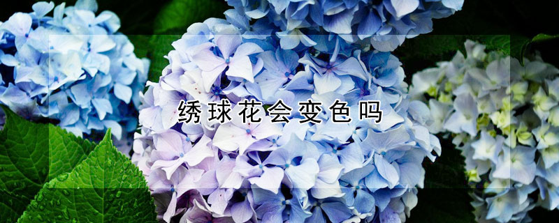 绣球花会变色吗