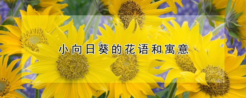 小向日葵的花语和寓意