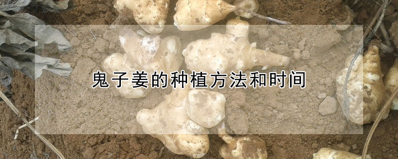 鬼子姜的种植方法和时间