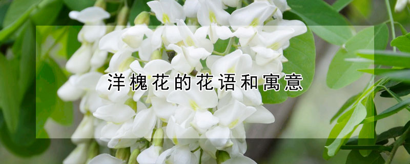 洋槐花的花语和寓意