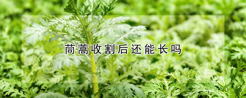 茼蒿收割后还能长吗