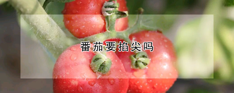 番茄要掐尖吗