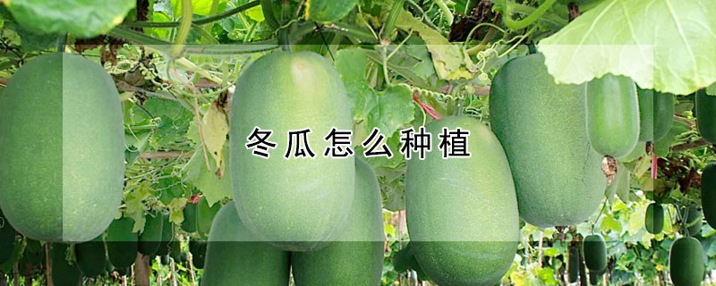 冬瓜怎么种植