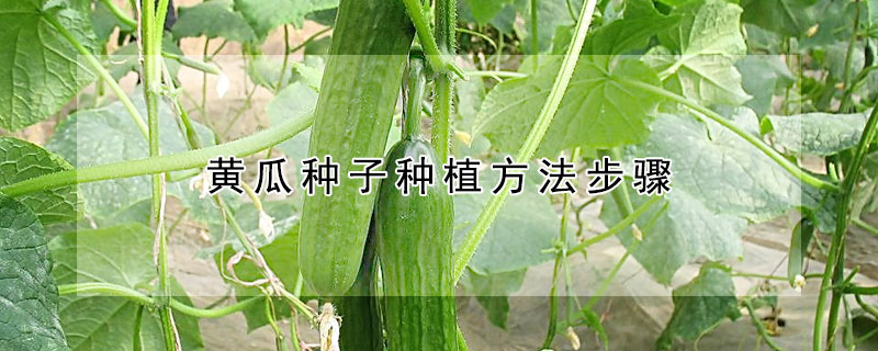 黄瓜种子种植方法步骤