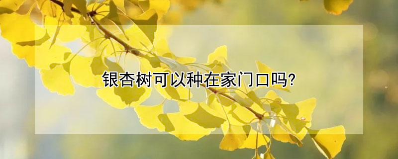 银杏树可以种在家门口吗?
