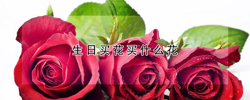 生日买花买什么花