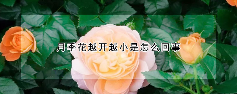 月季花越开越小是怎么回事