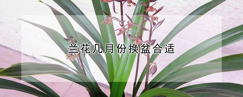 兰花几月份换盆合适