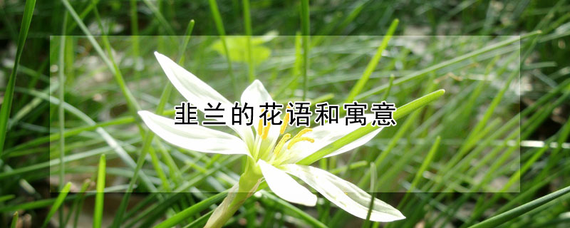 韭兰的花语和寓意