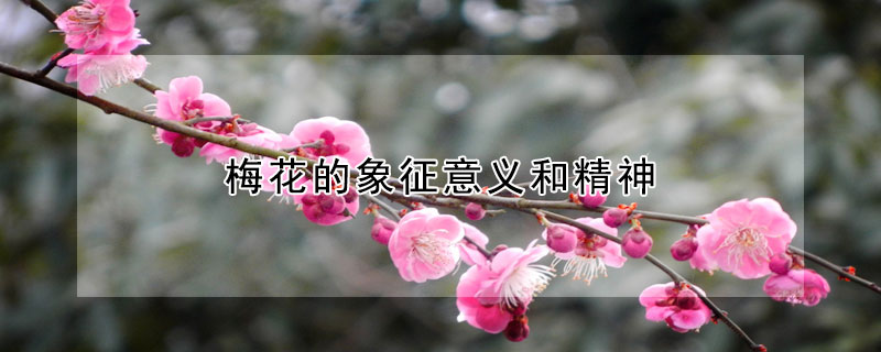 梅花的象征意义和精神