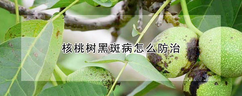 核桃树黑斑病怎么防治