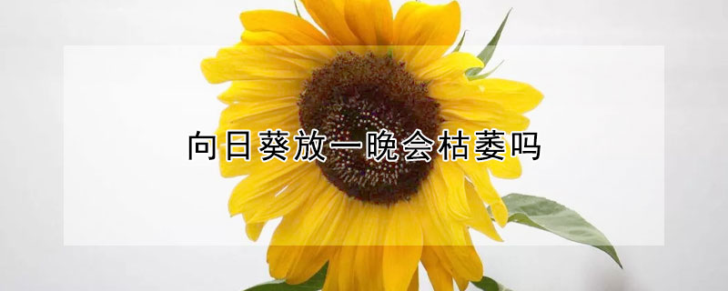 向日葵放一晚会枯萎吗