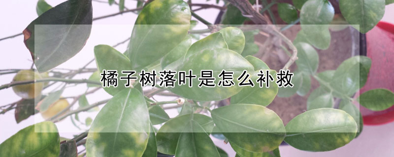 橘子树落叶是怎么补救