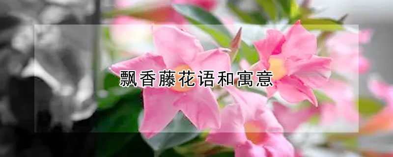 飘香藤花语和寓意