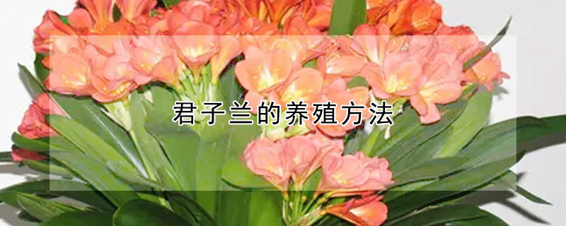 君子兰的养殖方法