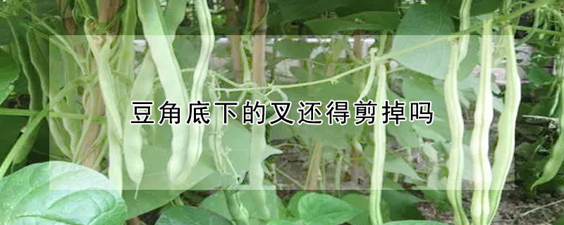 豆角底下的叉还得剪掉吗