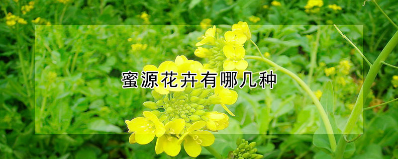 蜜源花卉有哪几种