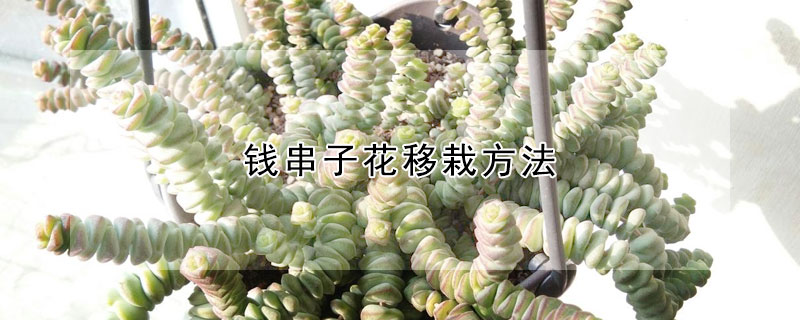 钱串子花移栽方法