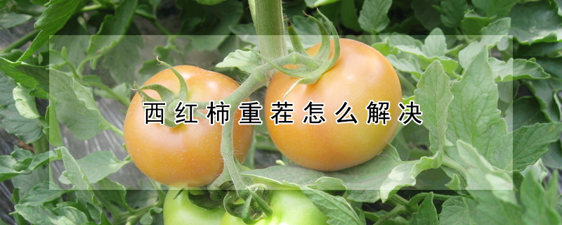 西红柿重茬怎么解决