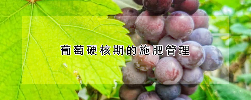 葡萄硬核期的施肥管理 —【发财农业网】 