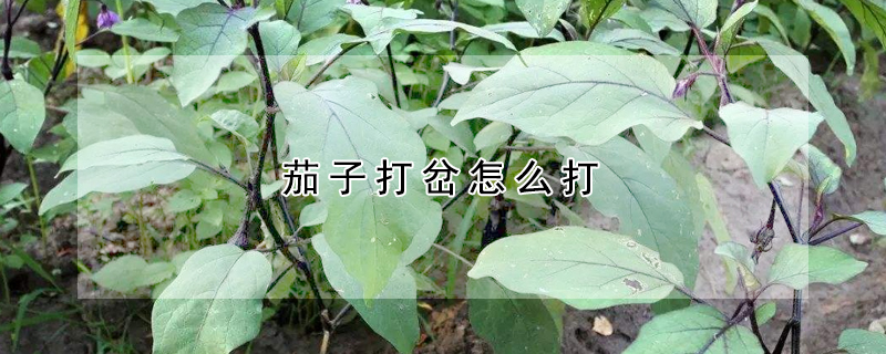 茄子打岔怎么打