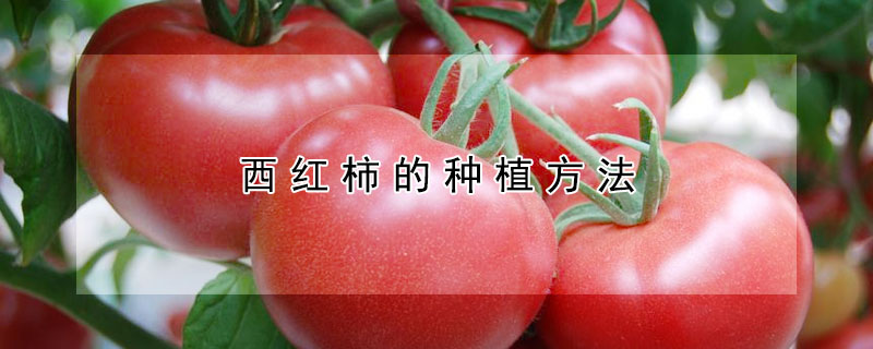西红柿的种植方法 —【发财农业网】