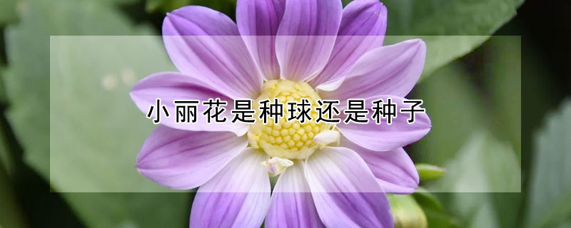 小丽花是种球还是种子