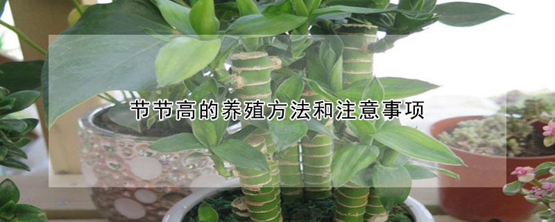 节节高的养殖方法和注意事项