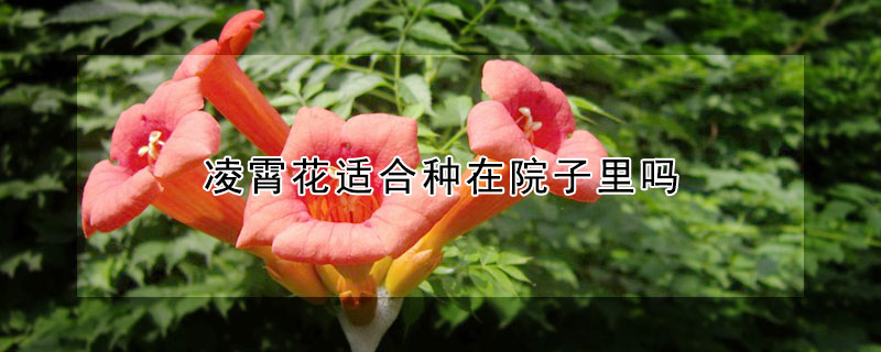 凌霄花适合种在院子里吗