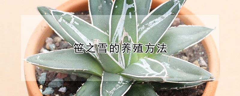 笹之雪的养殖方法