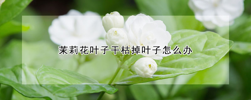 茉莉花叶子干枯掉叶子怎么办