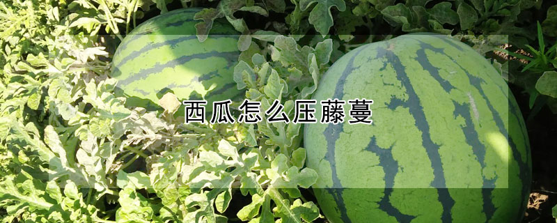 西瓜怎么压藤蔓