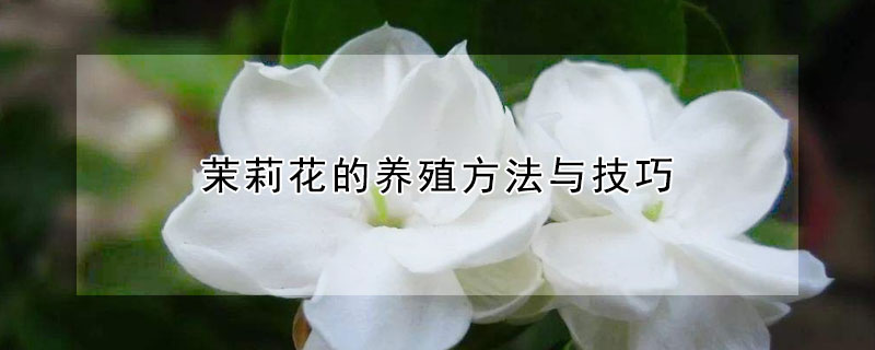 茉莉花的养殖方法与技巧