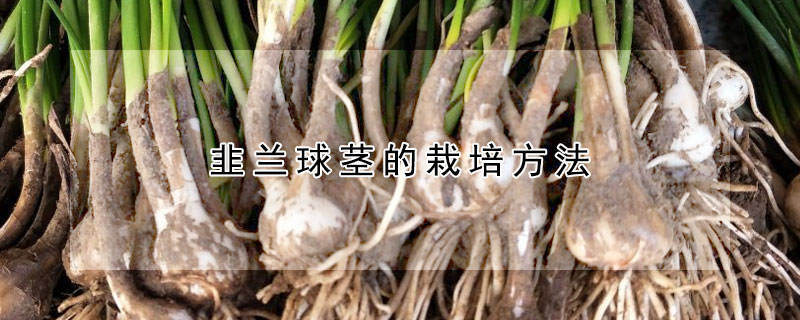 韭兰球茎的栽培方法