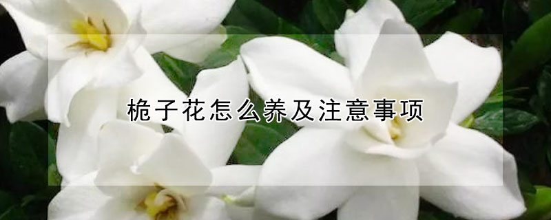 桅子花怎么养及注意事项