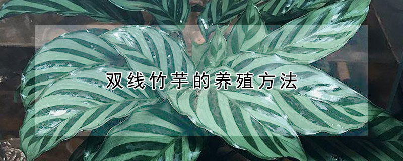 双线竹芋的养殖方法