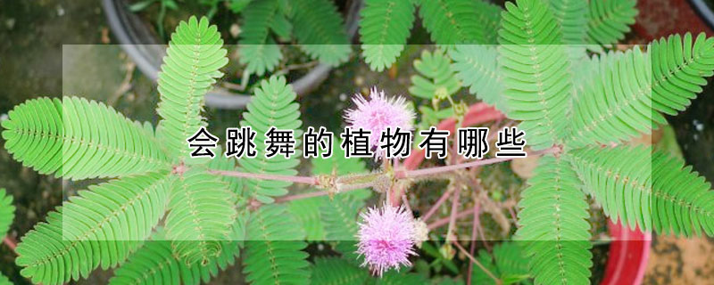 会跳舞的植物有哪些