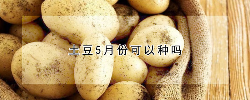 土豆5月份可以种吗