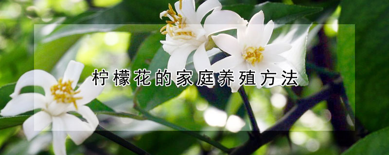 柠檬花的家庭养殖方法